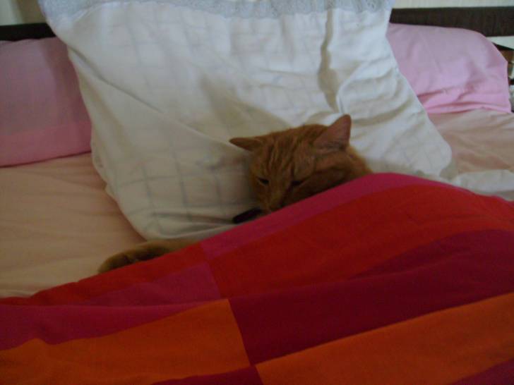 berlioz - Mâle (12 ans)