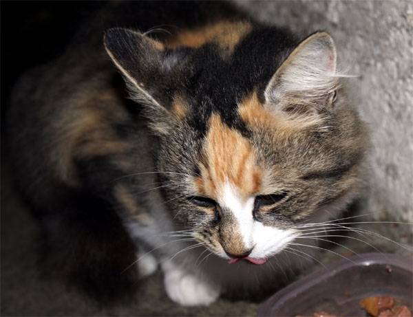 Paquerette - (5 ans)