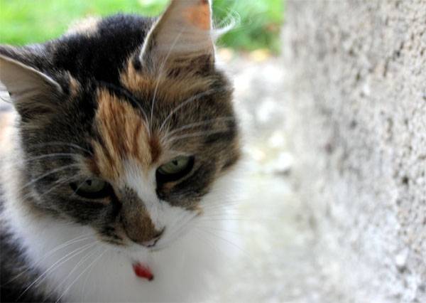 Paquerette - (5 ans)
