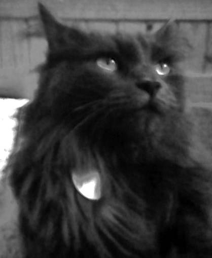 Skittles - Mâle (4 ans)