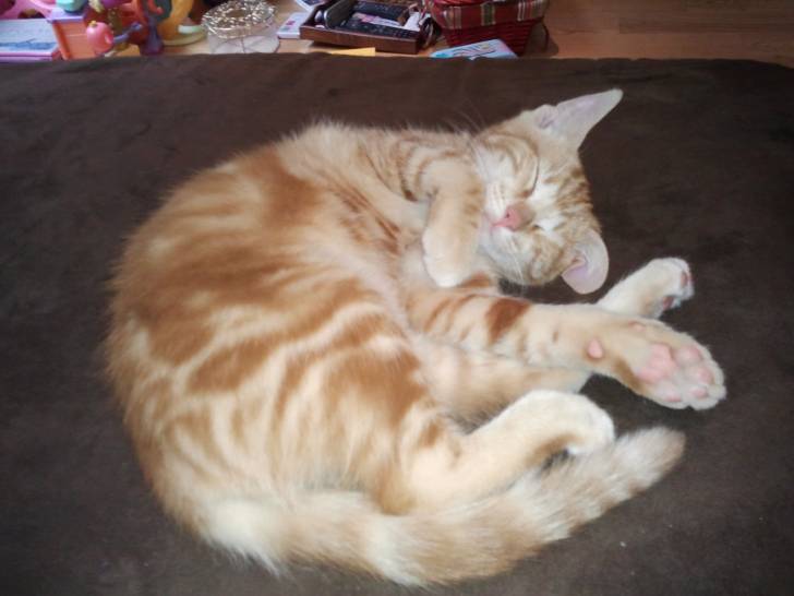 Caramel - Mâle (10 mois)