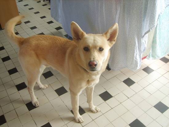 Oria Chienne d'un meilleur ami - (7 ans)