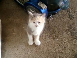 calypso - (3 mois)