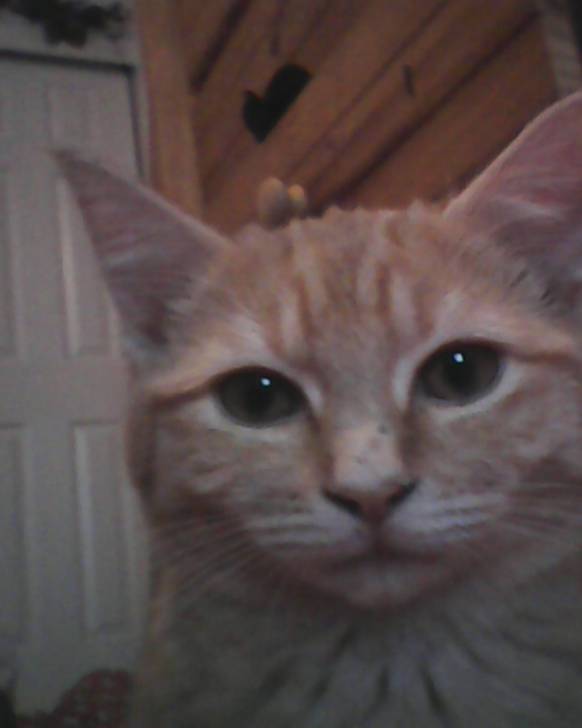 Roxy - (7 mois)