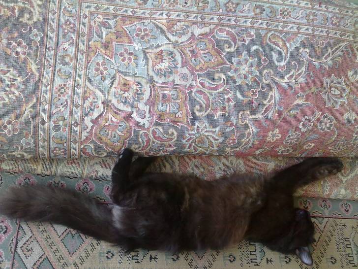 khenzel - (2 ans)