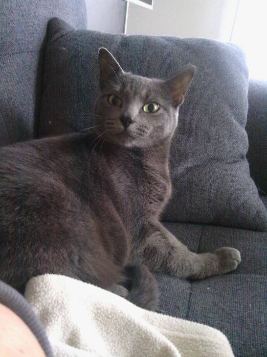 Nala - (3 ans)