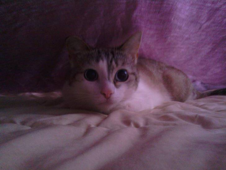 Simba - Mâle (2 ans)