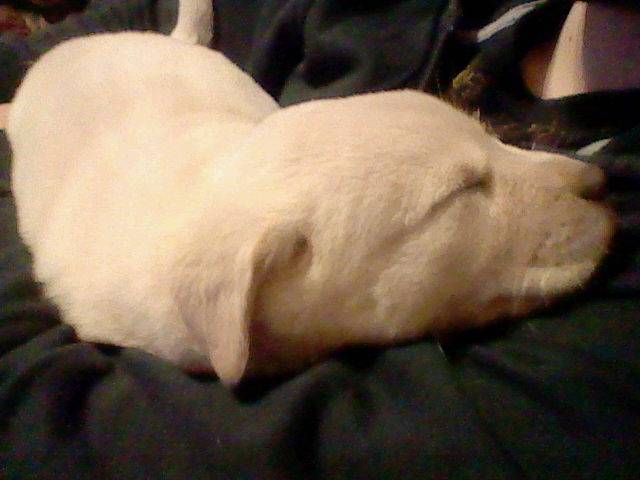 Bella - (3 mois)