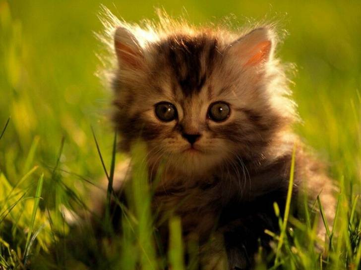 Kitten - Mâle (2 mois)