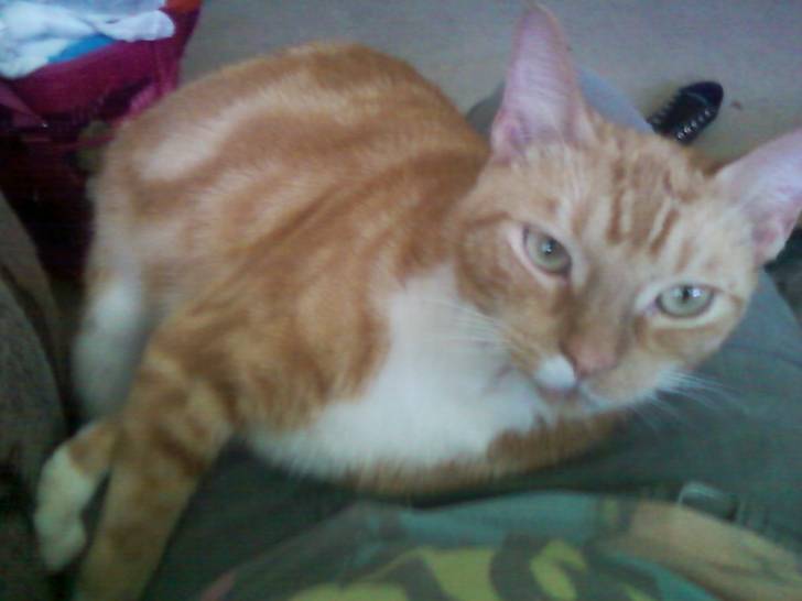 Tebow - Mâle (5 ans)