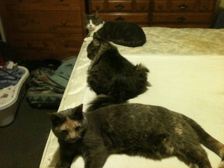 Lou, Kitty & Albert - Mâle (7 ans)