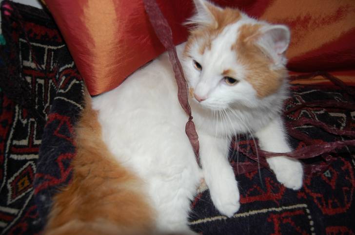 Cinnamon Crumbs - Mâle (10 mois)