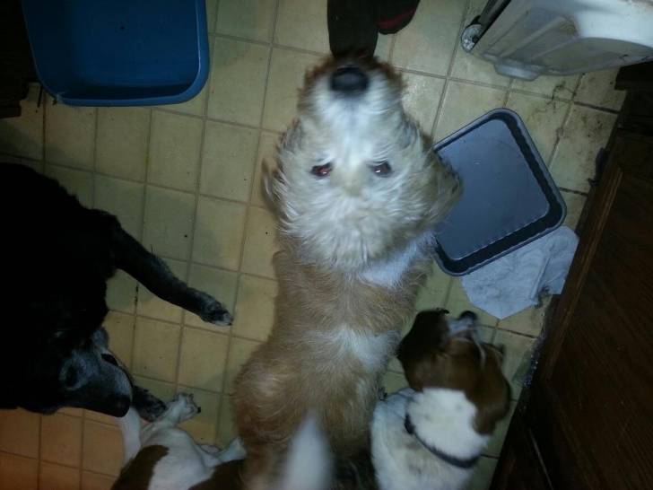 Rocky,Sassy, and Sky -