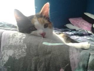 Dora - (4 mois)