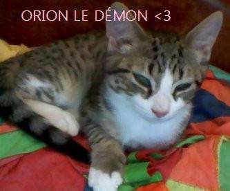 Orion - Mâle (5 mois)