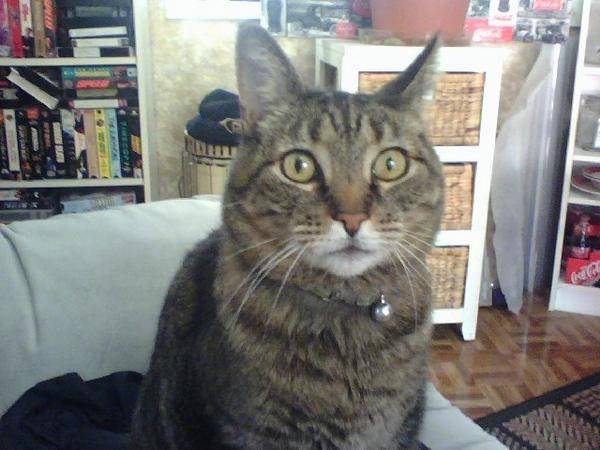 Scooter - Mâle (13 ans)