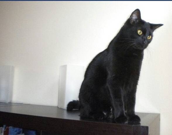 Toby - (4 ans)