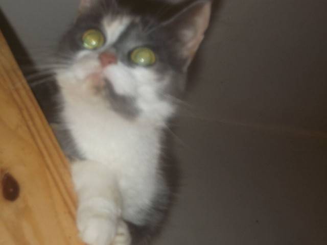 Cookie - (3 ans)