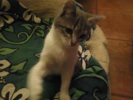 Bebe - (7 mois)