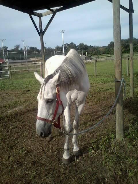 My Joey! - Mâle (8 ans)