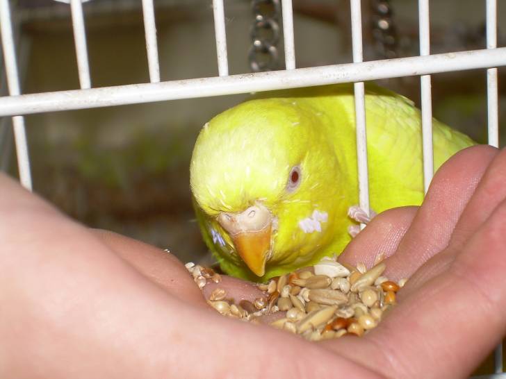 Mimosa - (3 ans)