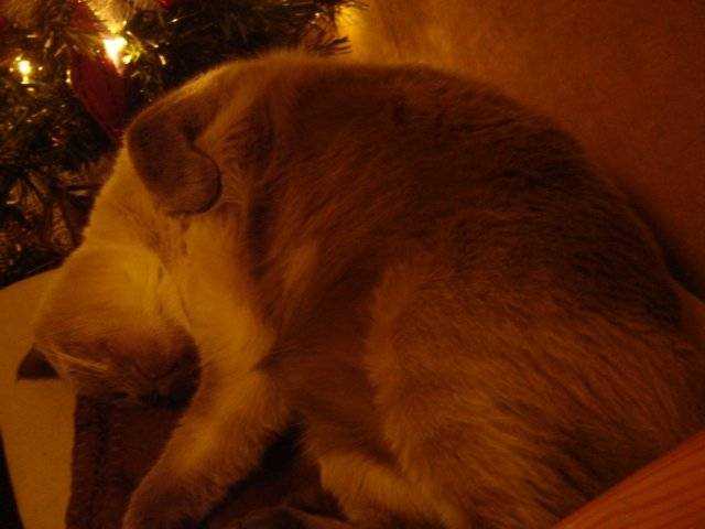 nala - (3 ans)