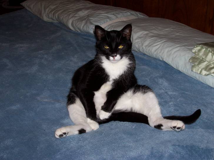 Elvis - Mâle (4 ans)