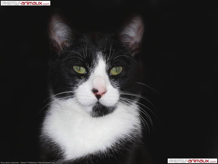 Cerise - (8 ans)