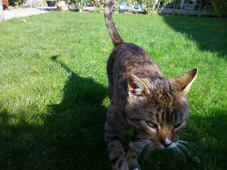 Willy - Mâle (8 ans)