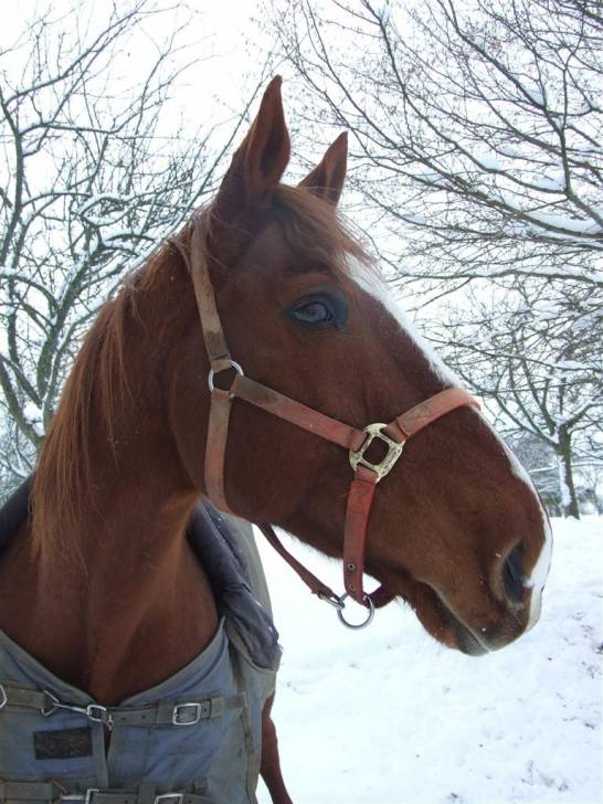 Lord - Mâle (13 ans)
