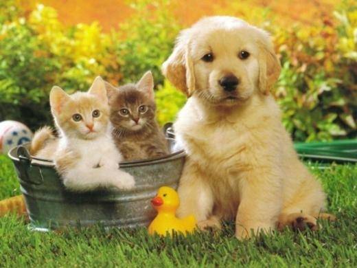 perros y gatos - (5 mois)