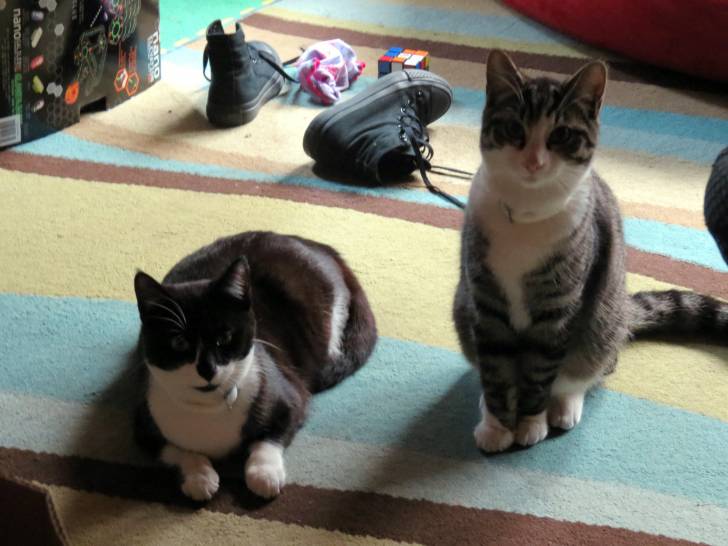 Oreo/Chip - Mâle (7 mois)