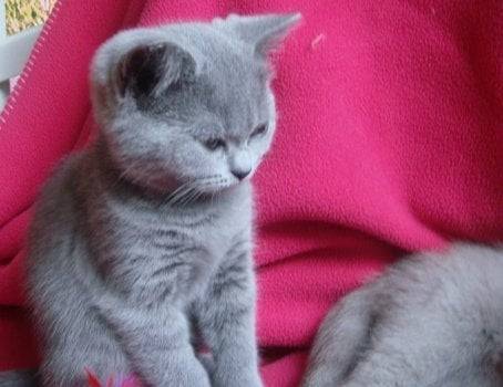 emma - (4 mois)