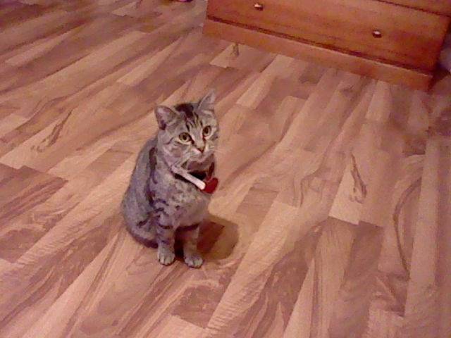 Bella - (2 ans)