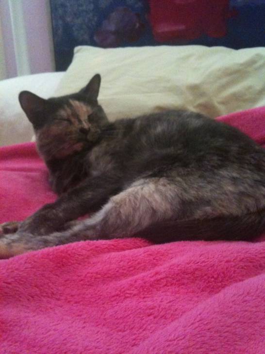 Speckles - (4 ans)