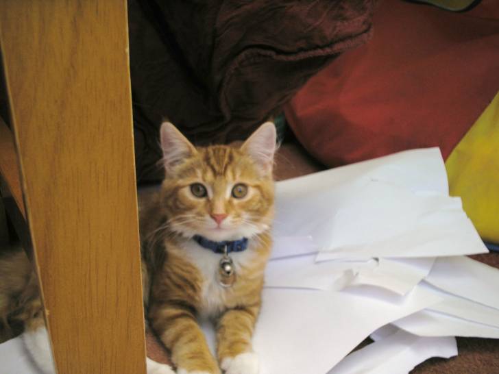 my dead kitten ginger - (1 an)