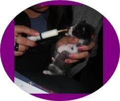 plutarco alias pluti - Mâle (6 mois)