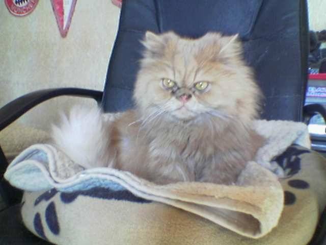 Garfield - Mâle (9 ans)