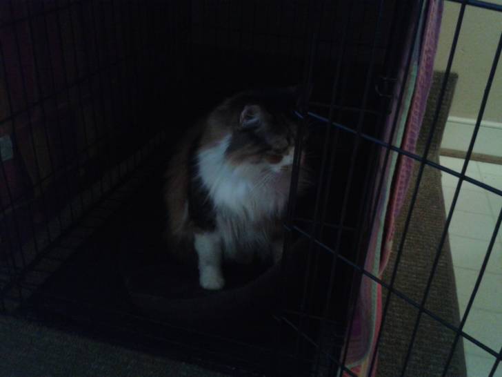 Matilda (Tilly) - (4 ans)