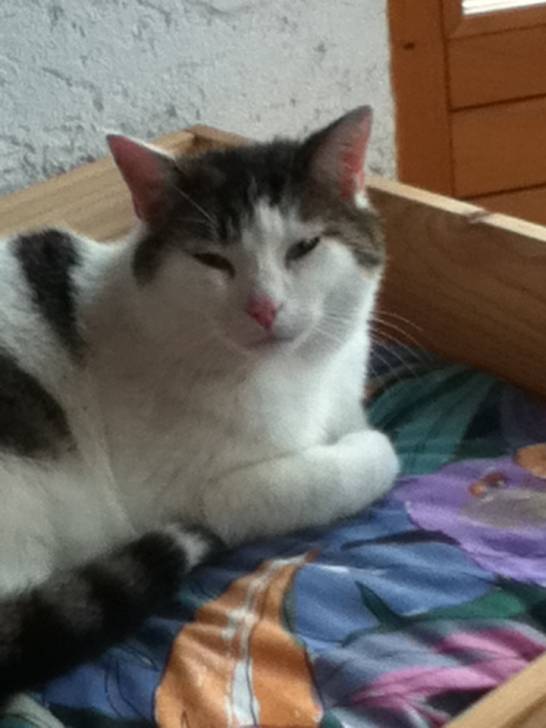 Rocky - Mâle (4 ans)