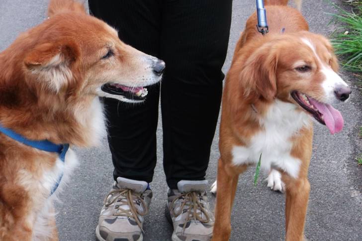 Budy y Jackie - Mâle (3 ans)