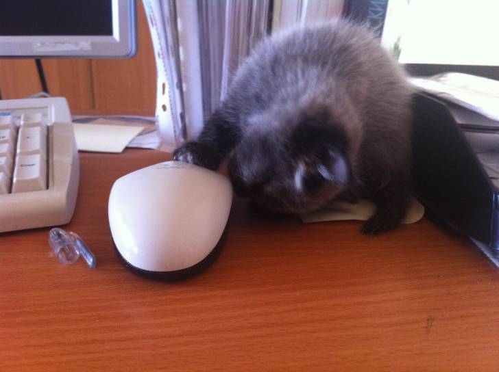Tasha - (4 mois)