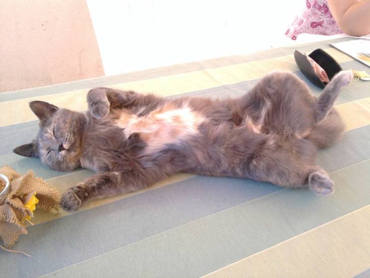 Fripouille - (2 ans)