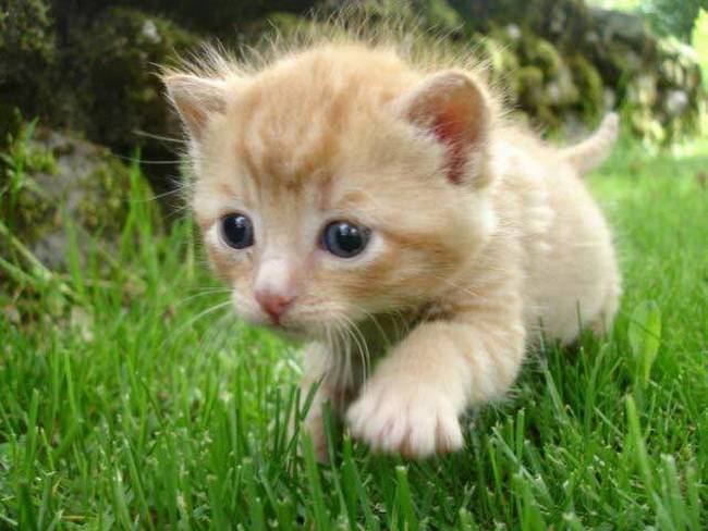 mausi - (5 mois)
