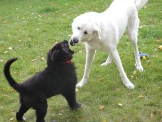 Ruger with Missy -