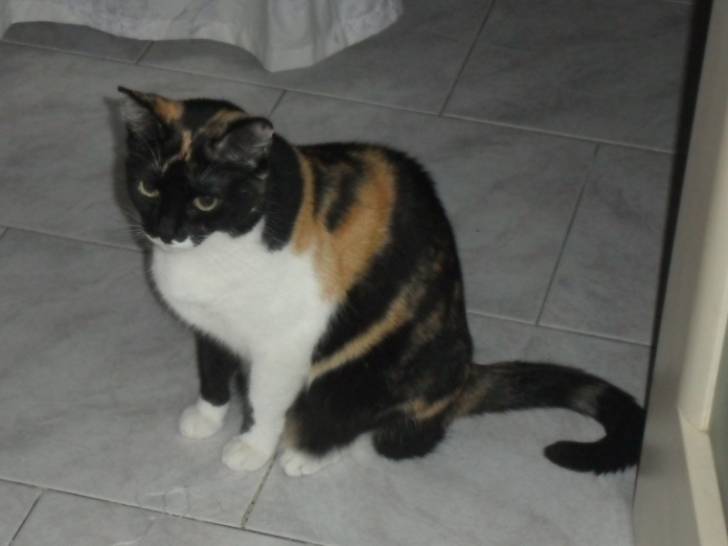 MACCHIA - (7 ans)