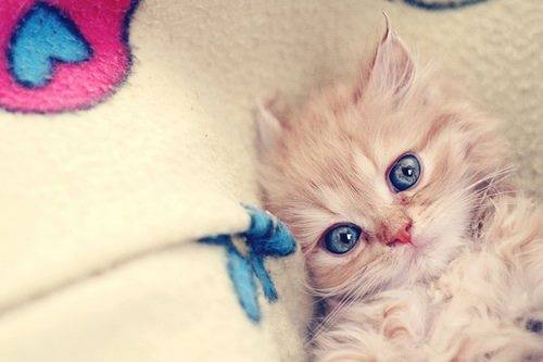 FRIMOUSSE - (2 mois)