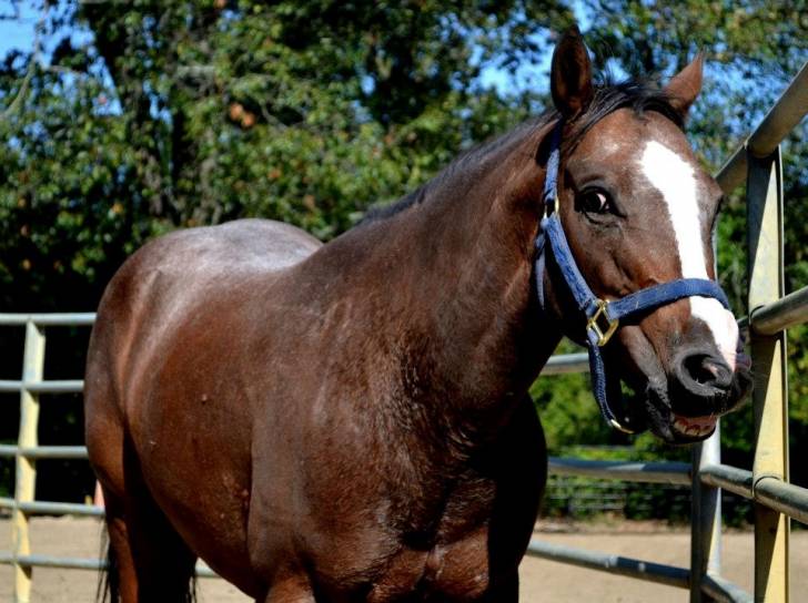 CupidsLittleFizz aka Fizz - (8 ans)