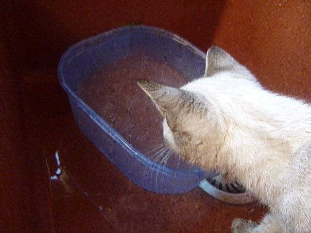 Noisette - (4 mois)