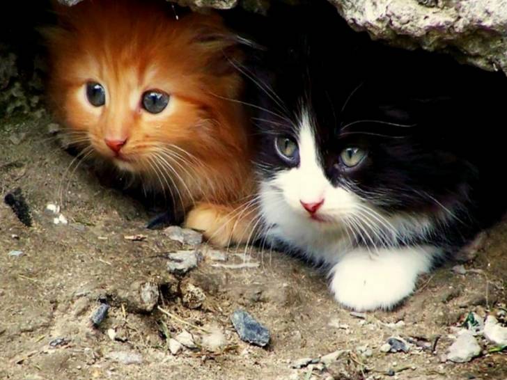 pequeño gato - (9 mois)